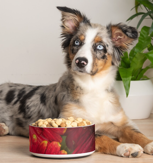 Dog and Cat Bowls - "Big Reds"